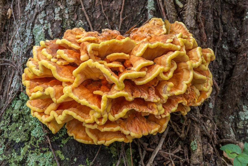 Chicken of the Woods on a tree trunk