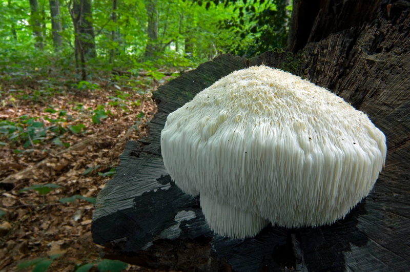 Lion's Mane growing at the base of a tree