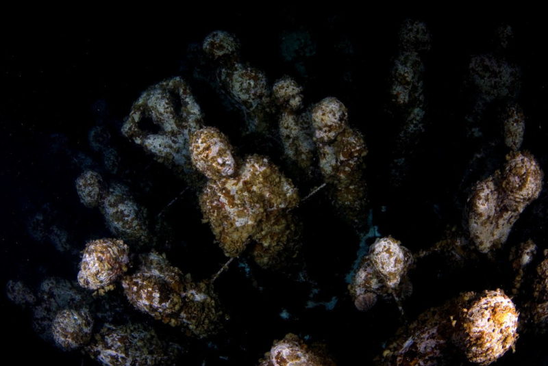 Sculptures making up the Cancún Underwater Museum