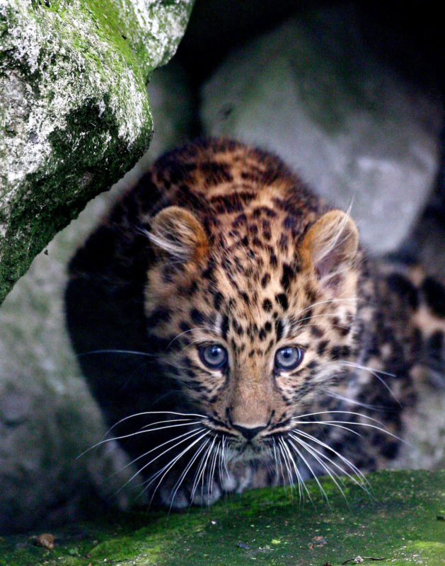 Amur leopard prowling around her enclosure