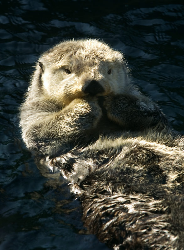 Sea otter floating on its back in the water