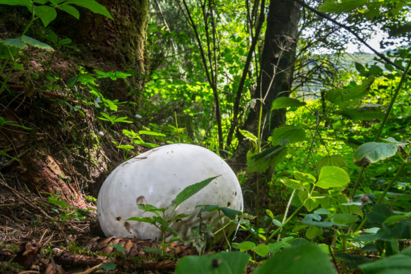 Giant Puffball on the forest floor