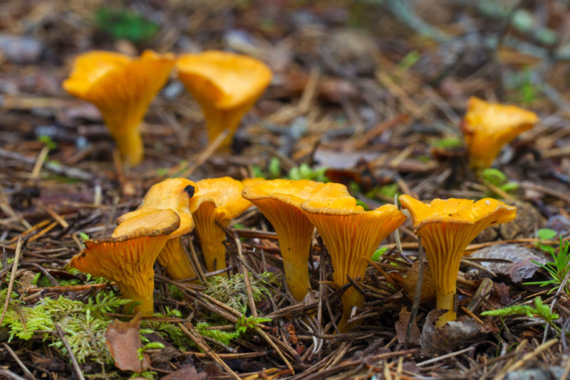 Chantrelle mushrooms growing on the forest floor