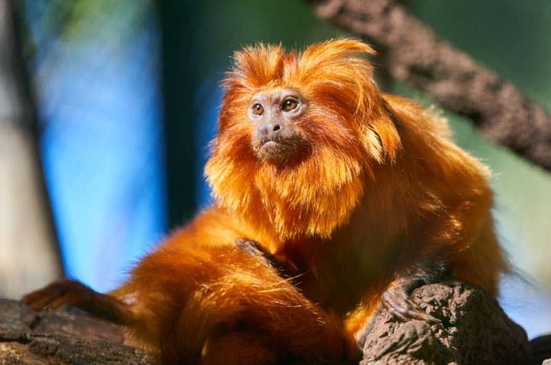 Golden lion tamarin sitting on a tree branch