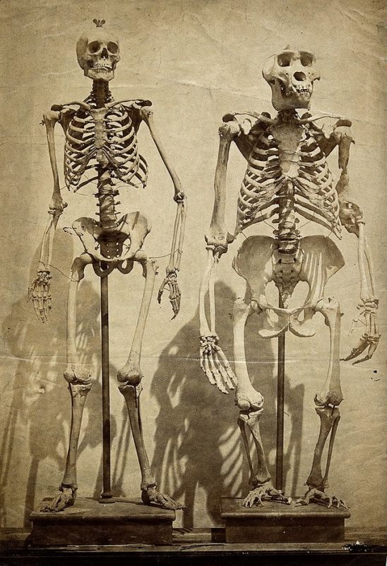 Human and gorilla skeletons on display