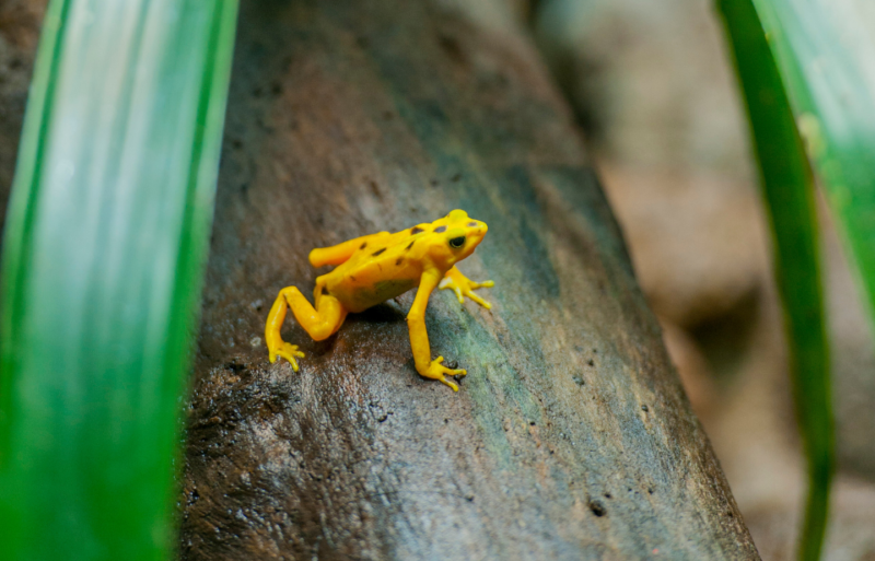 Panamanian golden frog sitting on a log