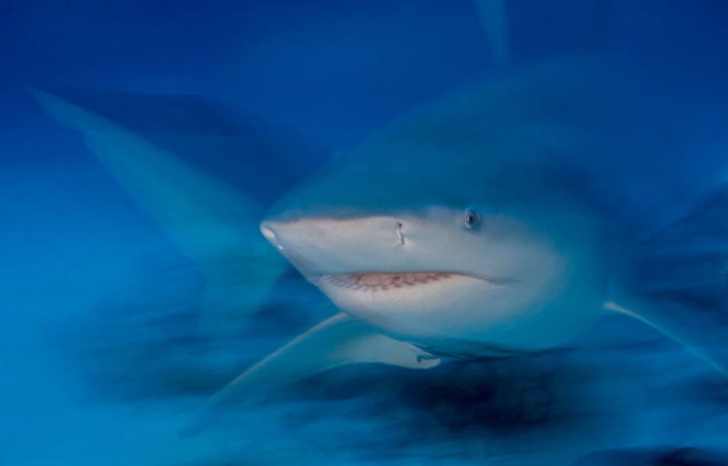 Bull shark swimming near the ocean floor