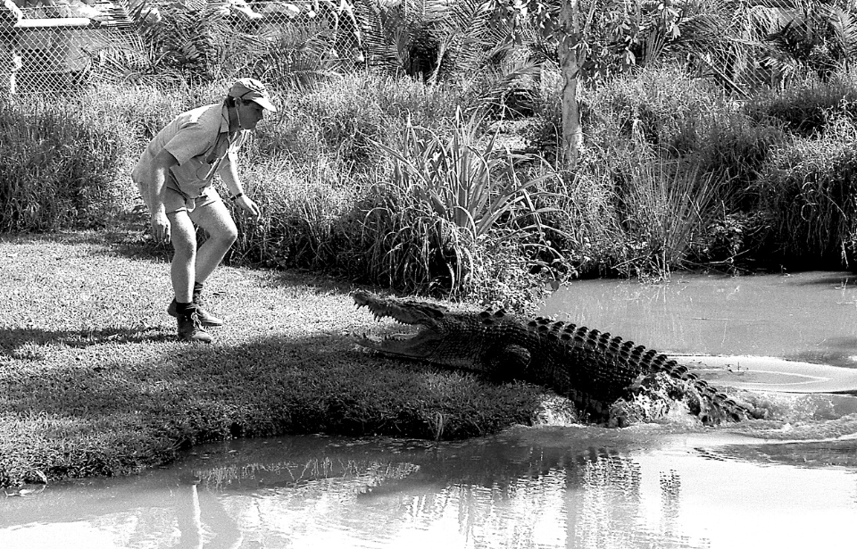 Steve Irwin standing in front of a crocodile