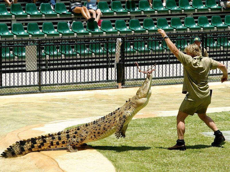Steve Irwin dropping food into a crocodile's mouth
