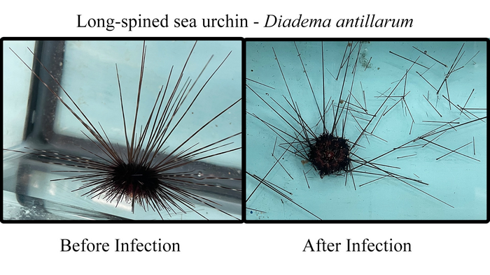 Side-by-side of a healthy and sick black sea urchin