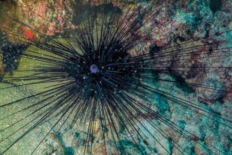 Black sea urchin sitting atop coral