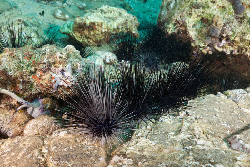 Black sea urchins sitting atop coral