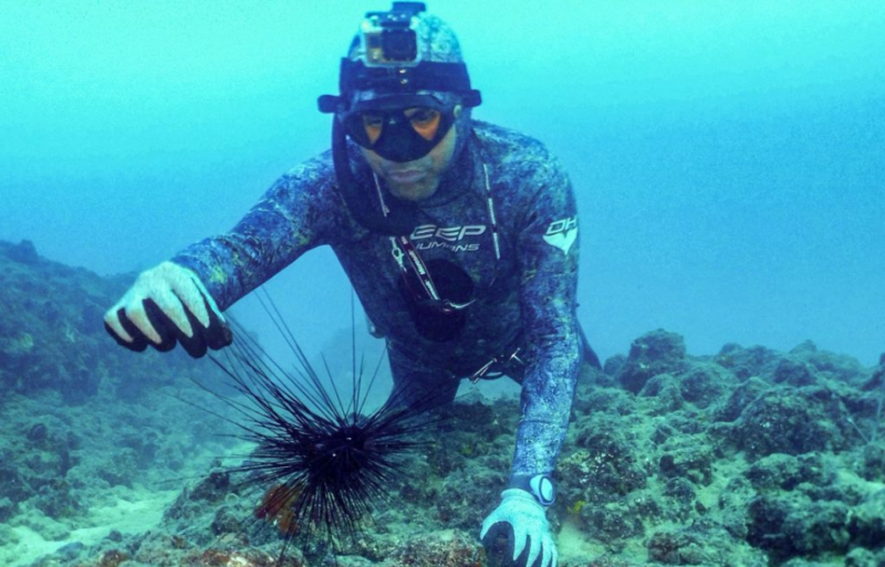 Diver reaching out to a black sea urchin