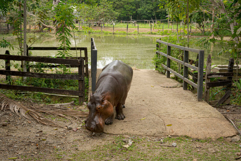 Hippo standing along a riverbank
