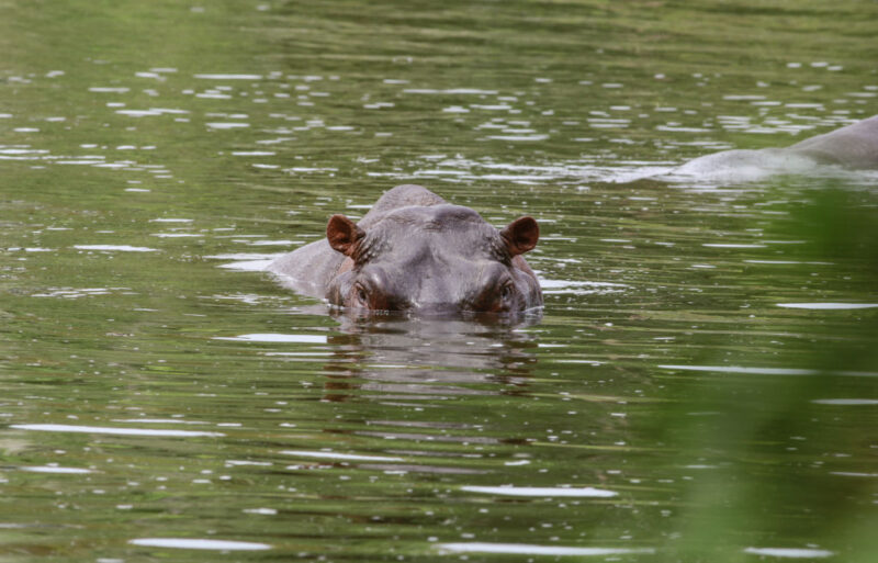 Hippo sticking its head out of the water