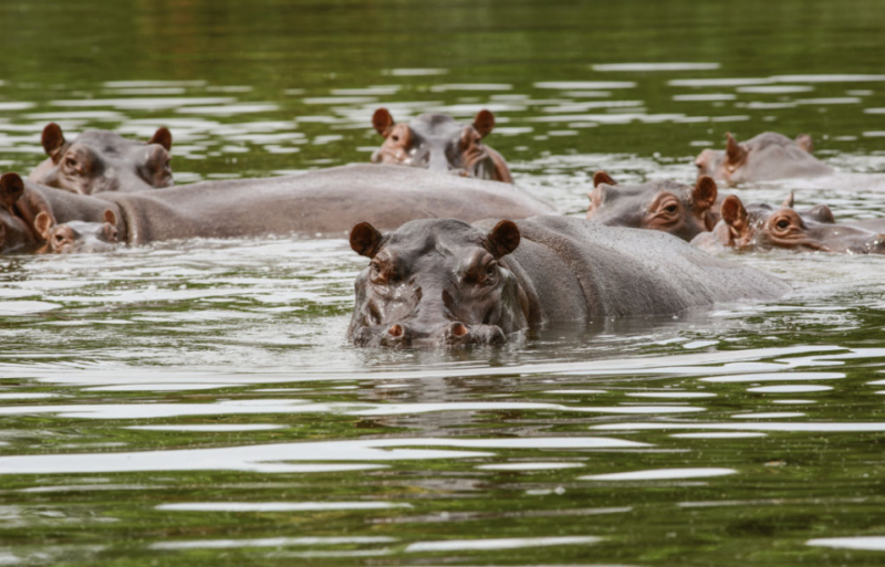 Hippos sticking their heads out of the water