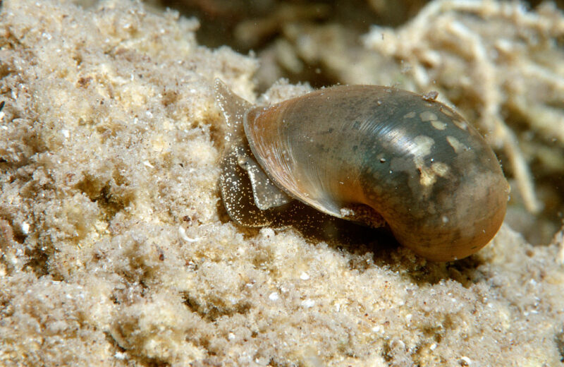 Freshwater snail in the sand