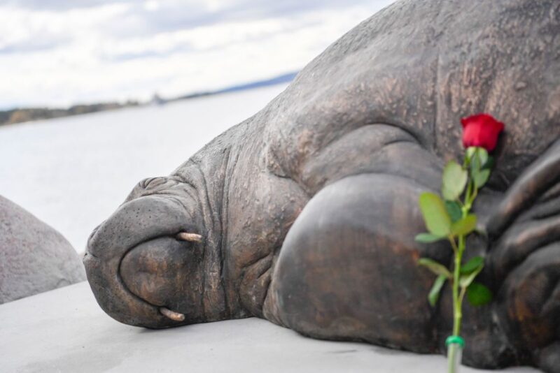 Red rose placed against the bronze statue of Freya the walrus
