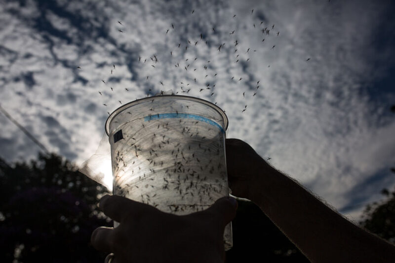 Genetically-modified mosquitos being released