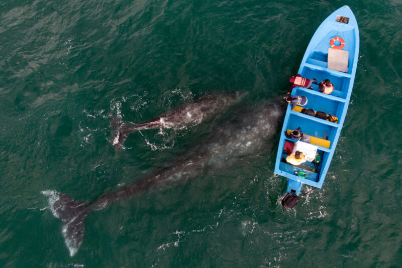 Two gray whales swimming under a boat