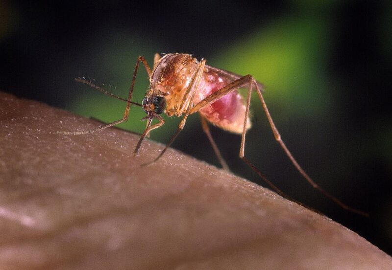 Mosquito feeding on a human