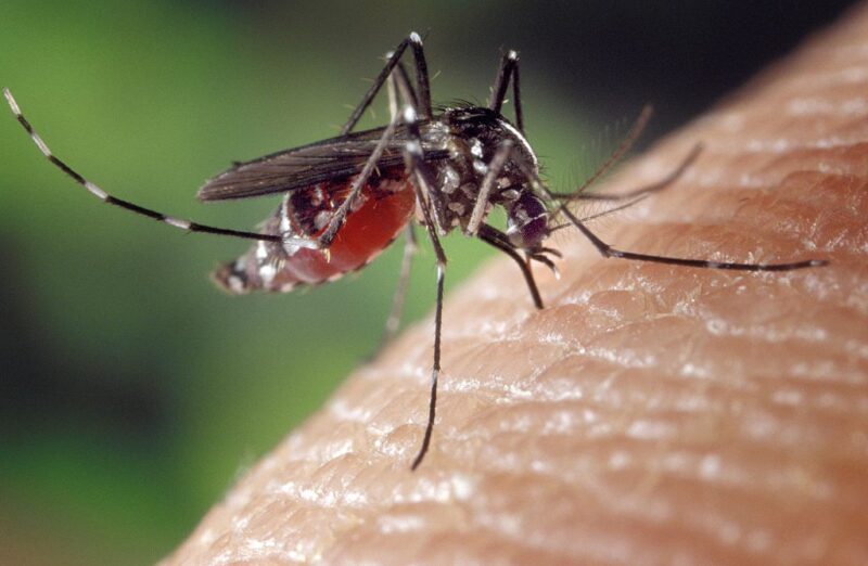 Mosquito feeding on a human