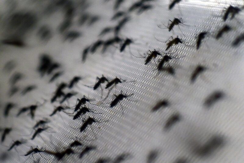 Mosquitos gathered on mesh netting