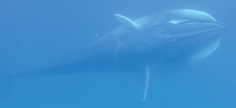 Omura's whale swimming in the ocean