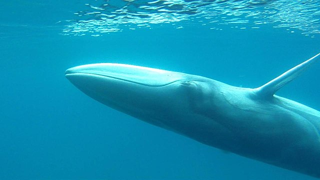 Omura's whale swimming underwater