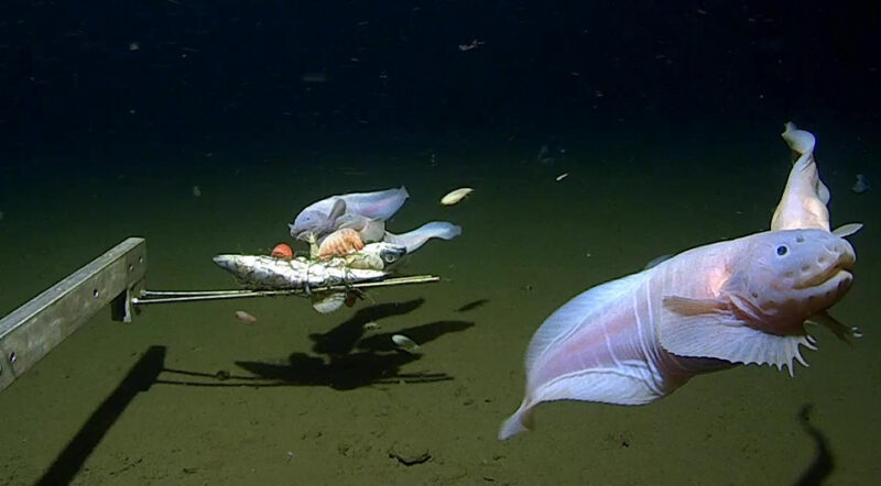 Snailfish swimming on the ocean floor