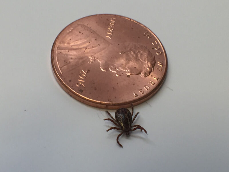 Adult Dog tick standing next to an American penny
