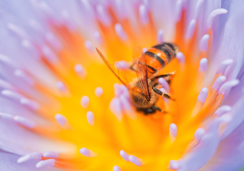 Killer Bee walking across the center of a Blue Water Lilly