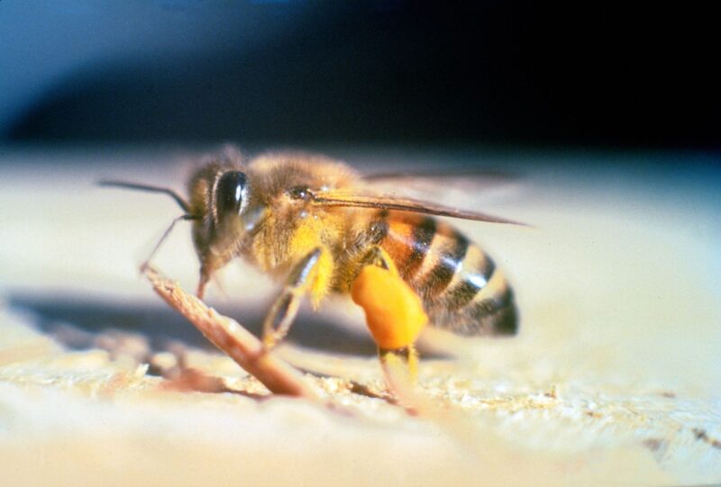 Killer Bee on the ground