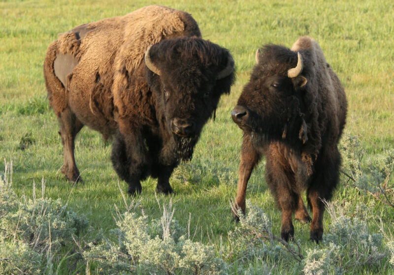 Two American bison standing in a green field