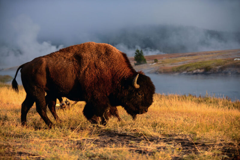 American bison grazing on brown grass
