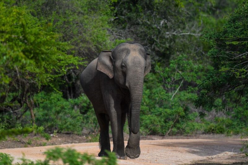Sri Lankan elephant walking along a dirt path