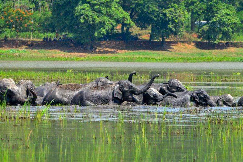Asian elephants walking through a wetland