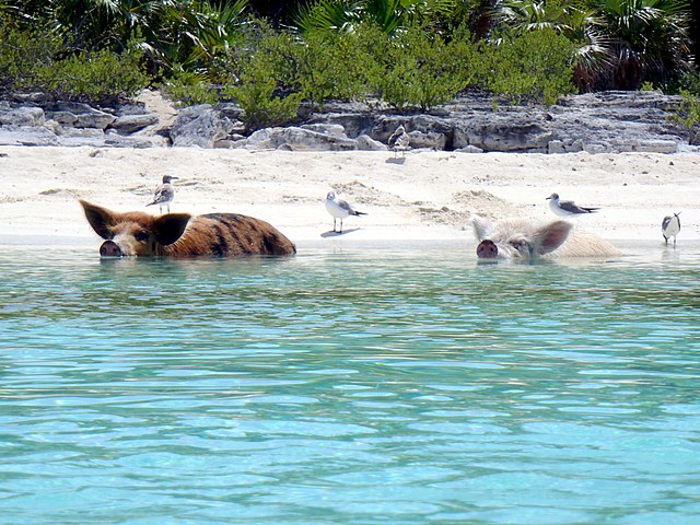Two feral pigs wading in the water off the coast of Big Major Cay