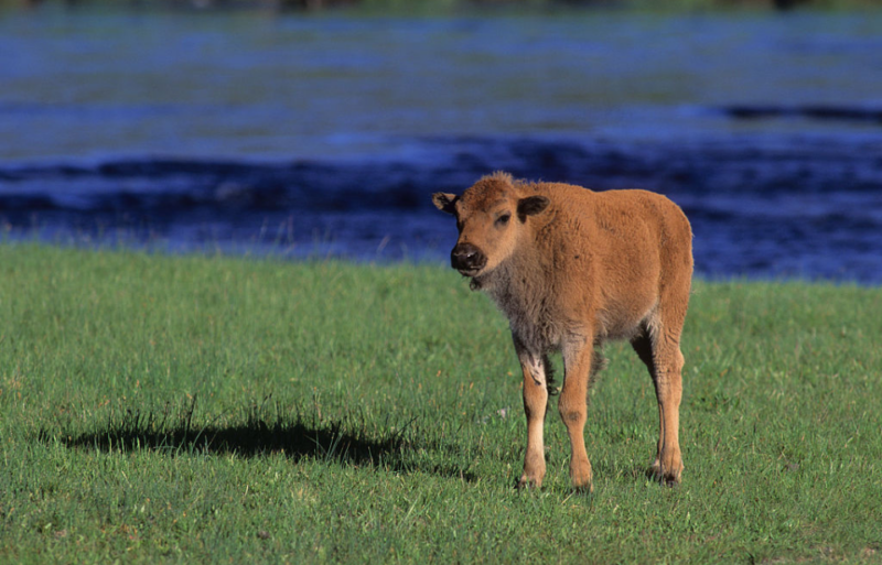 Bison calf standing near a river