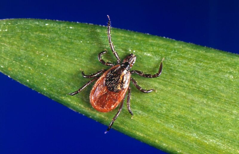 Blacklegged tick on a blade of grass