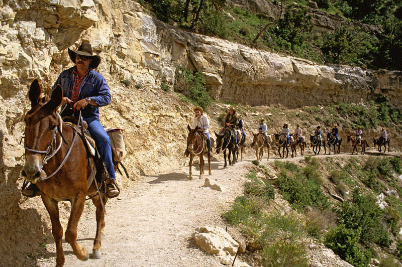 Visitors riding mules along Bright Angel Trail