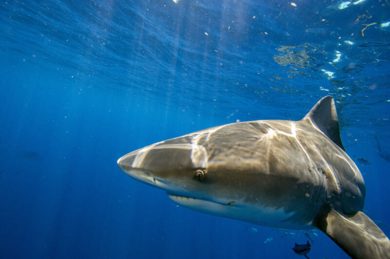 Bull shark swimming underwater
