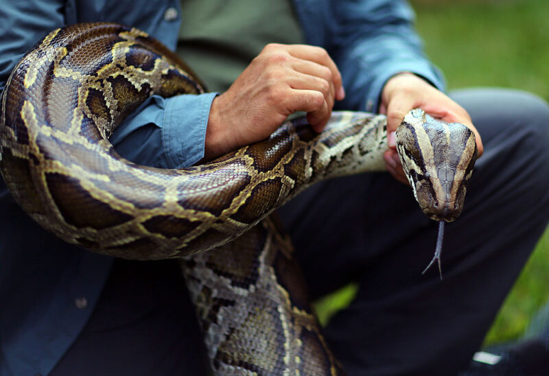 Burmese Python wrapped around a man's arm