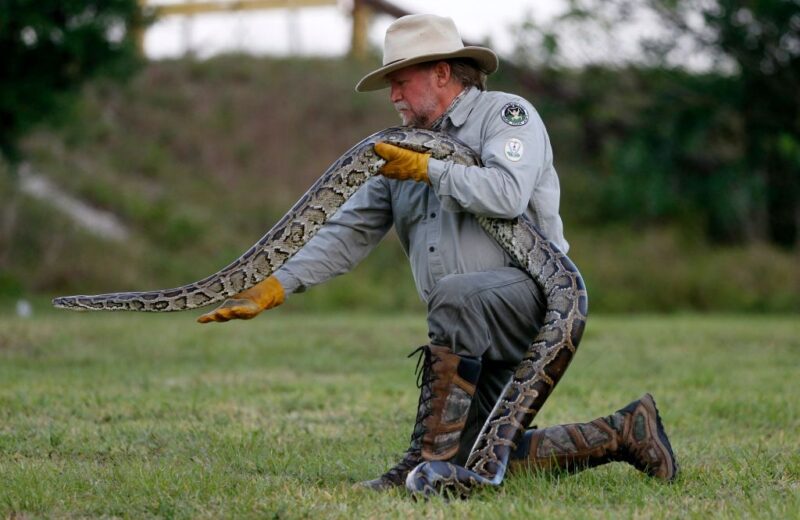 Male wrangler holding a Burmese python