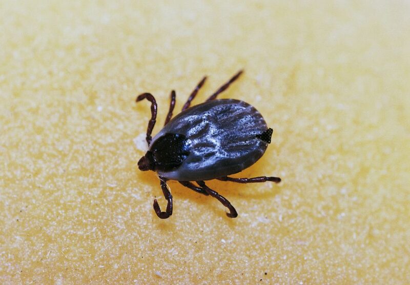 Castor Bean tick crawling across someone's skin