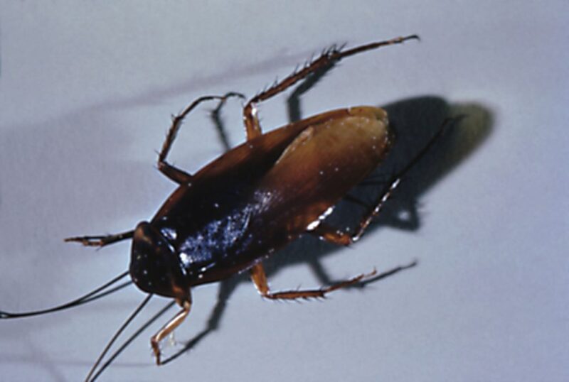 Cockroach walking along a wall