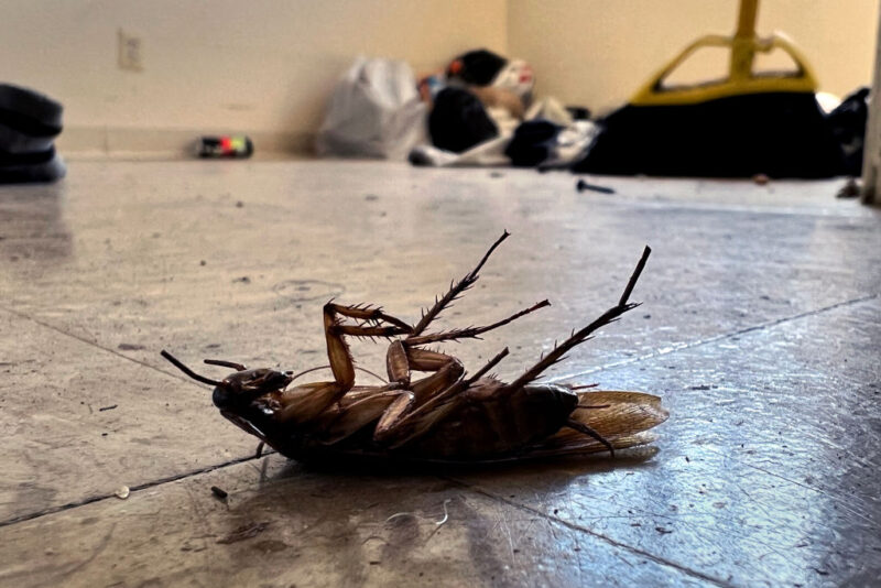 Deceased cockroach on its back on the floor of an apartment unit