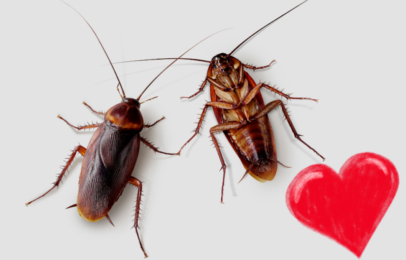 One cockroach standing next to one that's on its back + Crayon heart