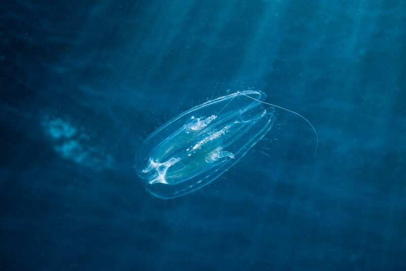 Comb jelly moving through the water