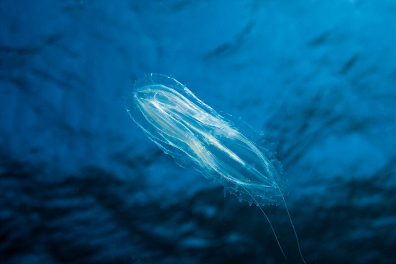 Comb jelly moving through the water